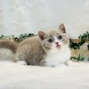 요미캣 고양이분양 일산점 이미지