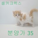 귀여운가?yes 저렴한가?yes 추가금있는가?no 이미지