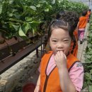 우주반의 🍓strawberry farm🍓이야기 이미지