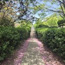 대신벚꽃길빙수 이미지