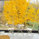 콩쥐# 아카데미 | [몽브루] 419카페거리 북한산 근처 카페 몽브루 주차 은행나무뷰 단풍놀이 막차 크로플 맛집 후기