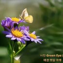 예쁜 개미취 꽃 (예성 - 너 아니면 안돼) 이미지