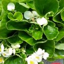 풀과 나무 의원 이미지