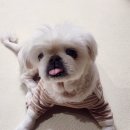 미소펫 | 춘천 석사동 애견미용 가능한 반려동물용품 할인매장 미소펫