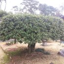 김봉호가옥 이미지