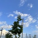 내안애치킨 이미지