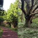 제주감성 이미지