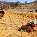 [완판] 황토마을 꽃섬표 수미감자~ 판매완료 (산지직송) 이미지