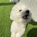 명지애견미용호텔 댕즈니랜드 본점 이미지