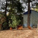 금강산흑염소전문점 이미지