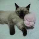 우리집 야옹이 이미지