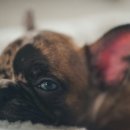 수호동물병원 이미지