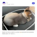 코냥코냥 | 부천 고양이미용 다시 만나는 반가운 아이들/ 천연스파가 무료인 코냥코냥 *후기사진