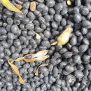 달창농장 이미지