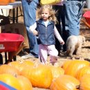 호박농장 이미지