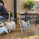 새롬애견 이미지