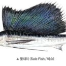 안참치 이미지