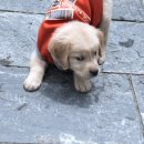 리버동물의료센터 이미지