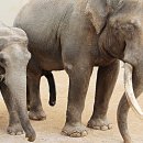 달성공원 이미지