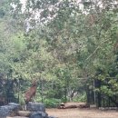 화원동산 동물원 이미지