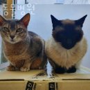 도촌 동물병원 이미지