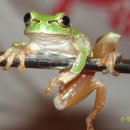 청개구리 이미지