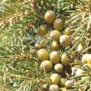 Juniper berry(노간주 나무 열매) 이미지