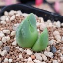 conophytum regale 이미지