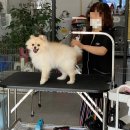 봉순이네 펫살롱 이미지