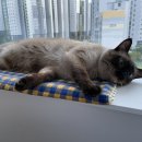 오냥오냥 고양이호텔 이미지