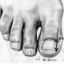수화목