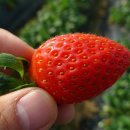 성결농장 이미지