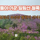 선녀들이 가꾼 보성 일림산 철쭉동산 이미지