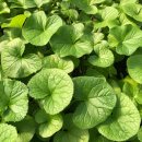 한동농장 이미지