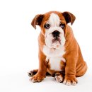 우성동물병원 이미지