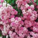 도로시(Dorothy) 이미지