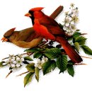 🌺♬ 고봉산 노래모음♬🌺 이미지