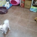 푸른펫살롱 이미지