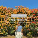 아일로사 | 제주 5월 동쪽 가볼만한곳 조천 아일로사 장미 명소