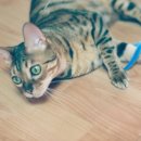 서울허브동물병원 이미지