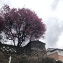 목련마을 경로식당 | 여행)) 2월말 봄 꽃축제는 없어도 매화향은 그윽하다