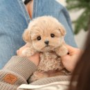 미유펫강아지고양이청주점(미용,위탁관리) | 청주강아지분양 미유펫에서 데려온 말티푸