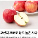 고산지 | 🍎 아삭하고 달콤하다! 고산지 재배 당도선별 사과 (1.5kg)