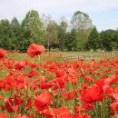 청보리 농장 이미지