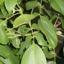 호두나무 이미지