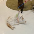곰양 | 강남고양이카페 강남데이트코스 애견동반 댕냥이카페 고양이많은카페 캠핑고양이 찐후기