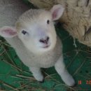 강아지 세상 이미지