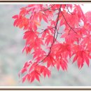 삼화초등학교 이미지