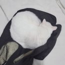 귀족세탁 이미지