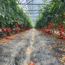 은진농장 이미지